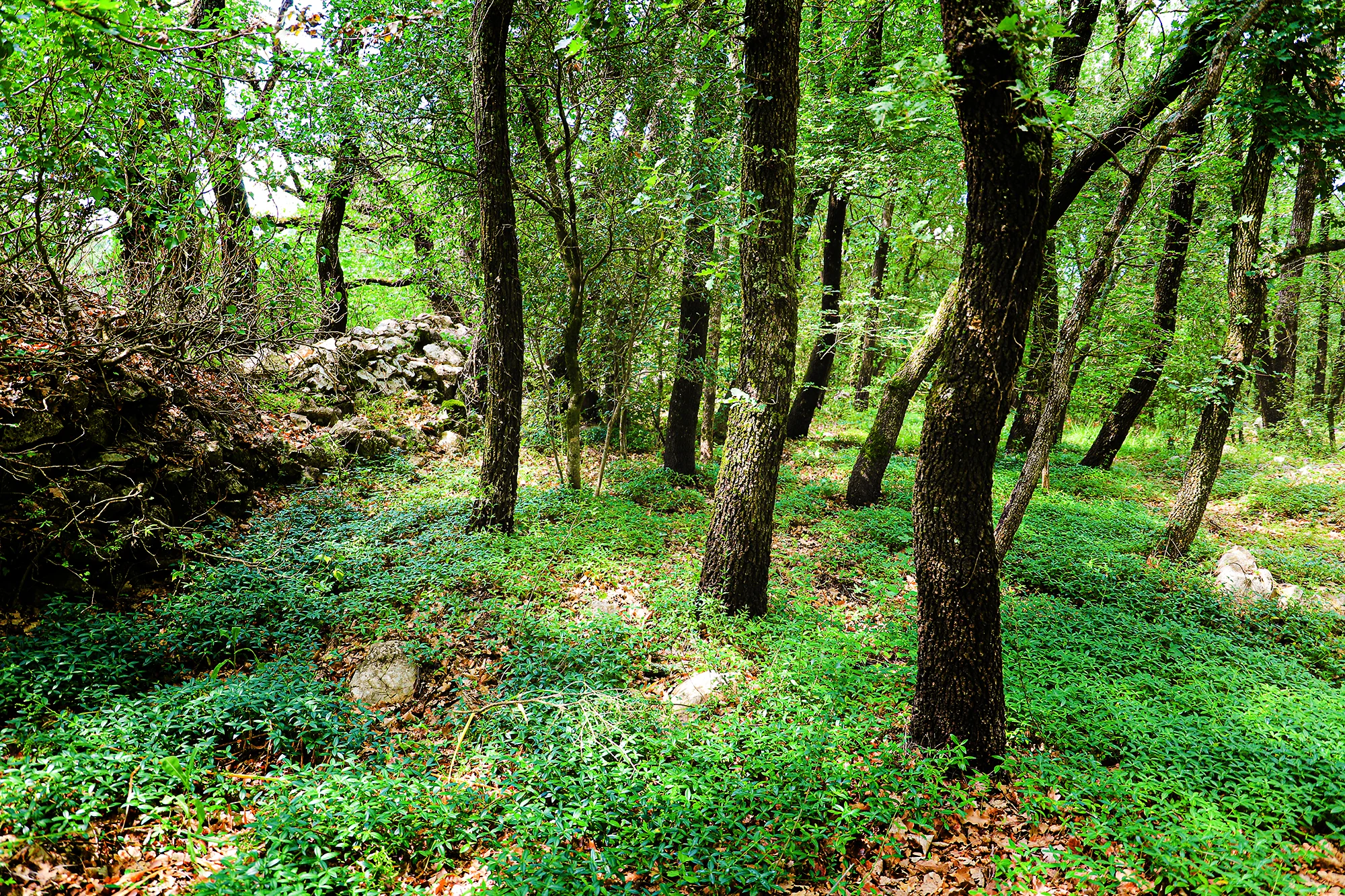 Le Bois | Villa Handrès | Villa à louer en Provence -1