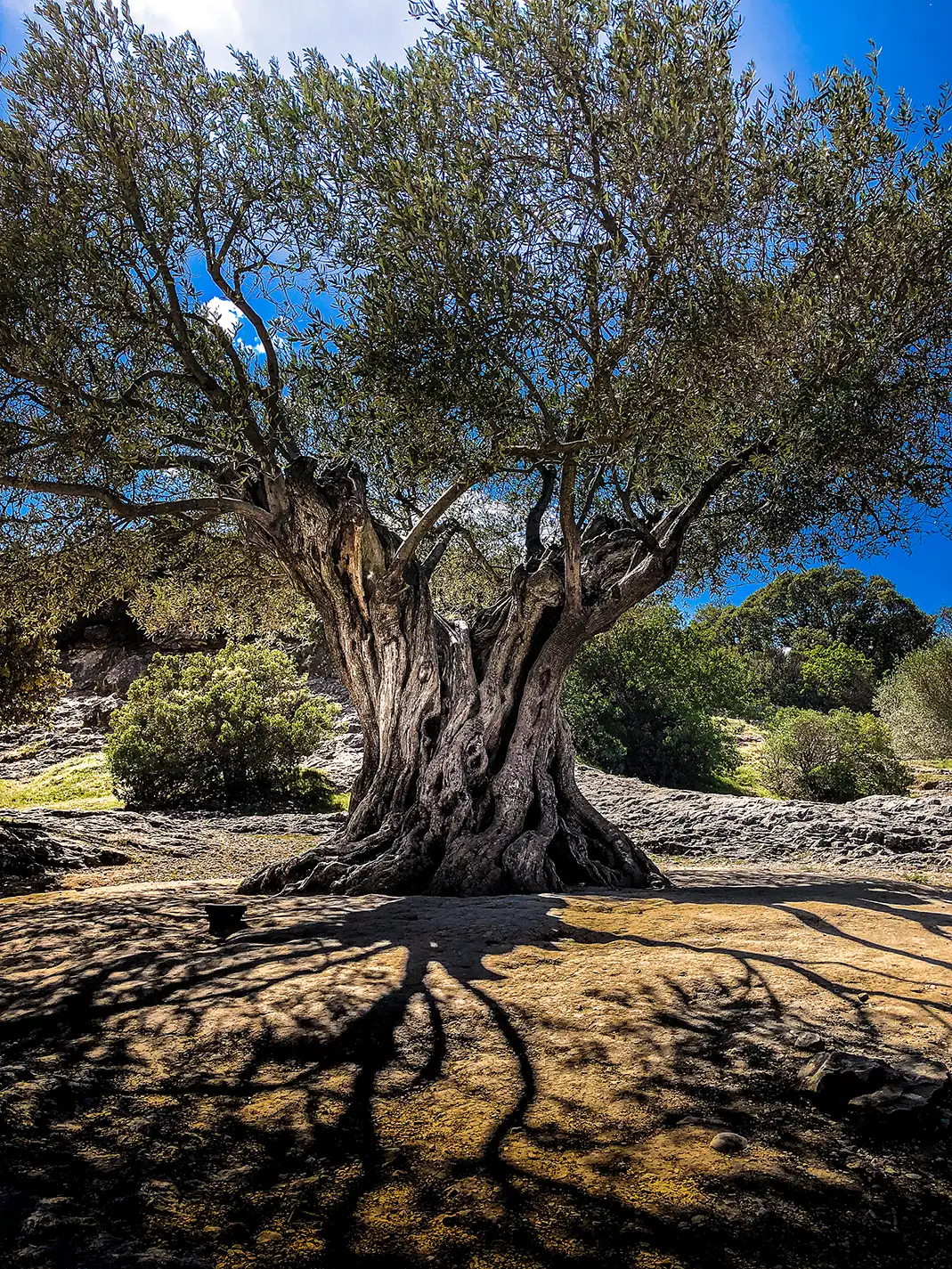 10 monuments à voir en Provence | Plus vieil olivier d'Europe | Villa Handrès