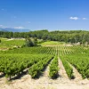 Vacances en Provence Verte, paysage de vignobles près de la Villa Handrès