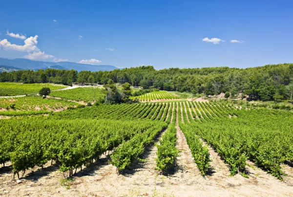 Vacances en Provence Verte, paysage de vignobles près de la Villa Handrès